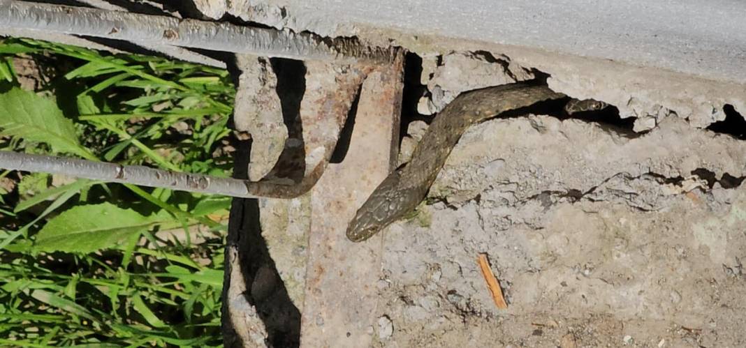 Bazıları 3 metre! Evlerinin dört bir yanını sardılar 3